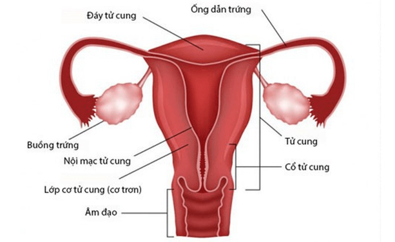 buồng trứng