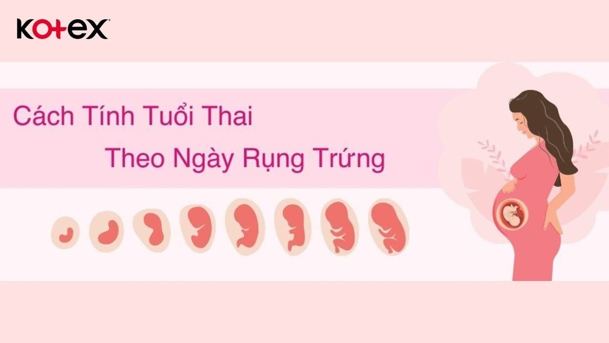 4. Tính Tuổi Thai Bằng Phương Pháp Siêu Âm