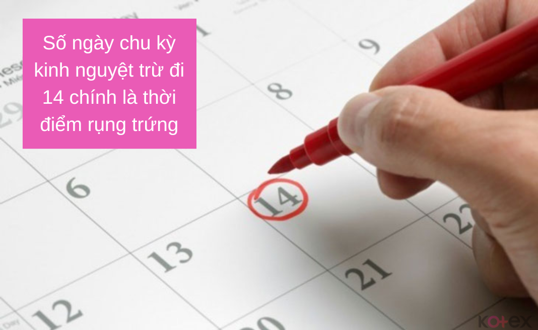 Số ngày chu kỳ kinh nguyệt trừ đi 14 chính là thời gian rụng trứng