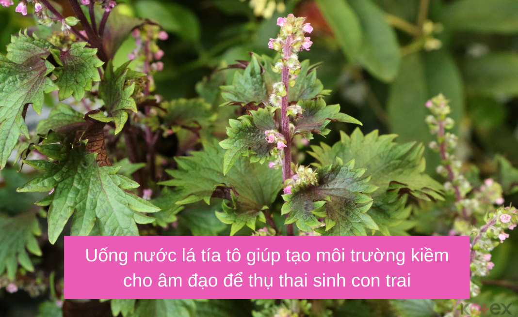 Uống nước lá tía tô giúp tạo môi trường kiềm cho âm đạo để thụ thai sinh con trai