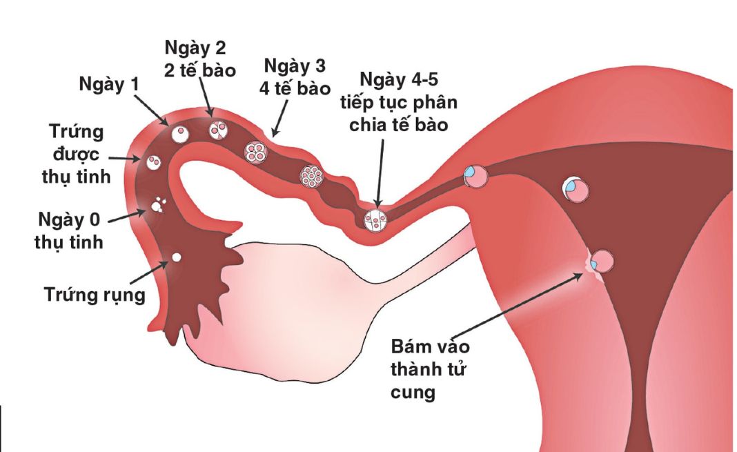 Trứng di chuyển và làm tổ trong tử cung theo từng giai đoạn