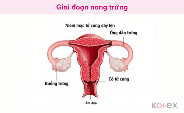 Niêm mạc tử cung dày lên trong giai đoạn nang trứng