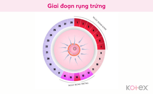 Giai đoạn rụng trứng là thời điểm mà bạn gái có khả năng mang thai cao khi quan hệ