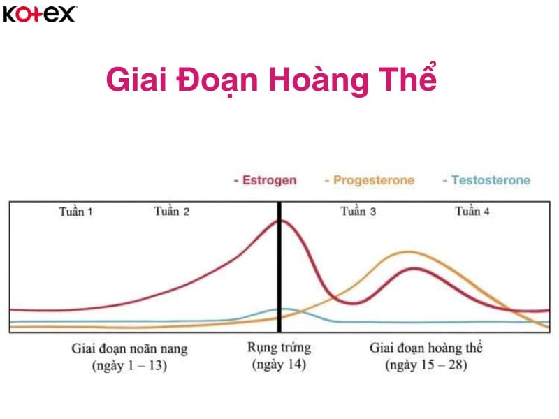 Giai đoạn hoàng thể trong chu kỳ kinh nguyệt