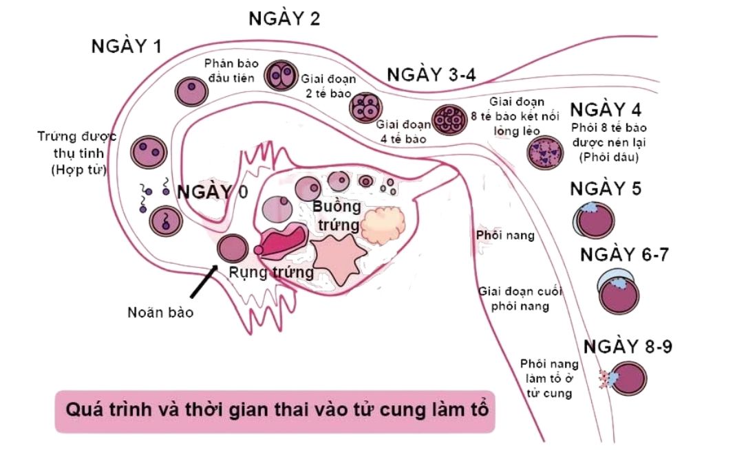 Quá trình trứng gặp tinh trùng