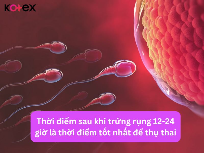 Trứng chỉ tồn tại trong vòng 12 - 24 giờ sau khi rụng