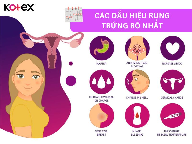 Dấu hiệu nhận biết rụng trứng rõ rệt