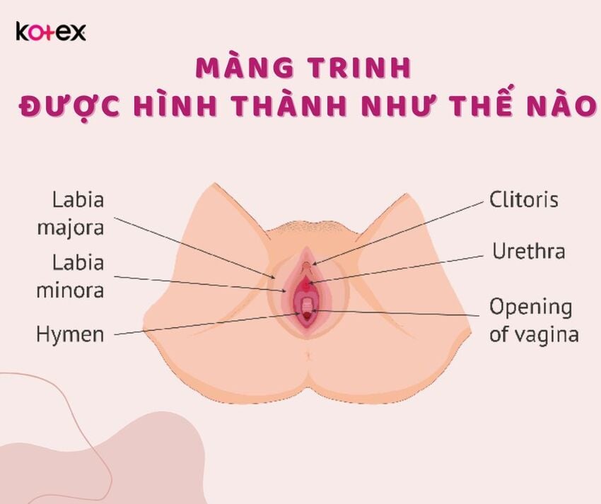 Màng trinh được hình thành như thế nào?