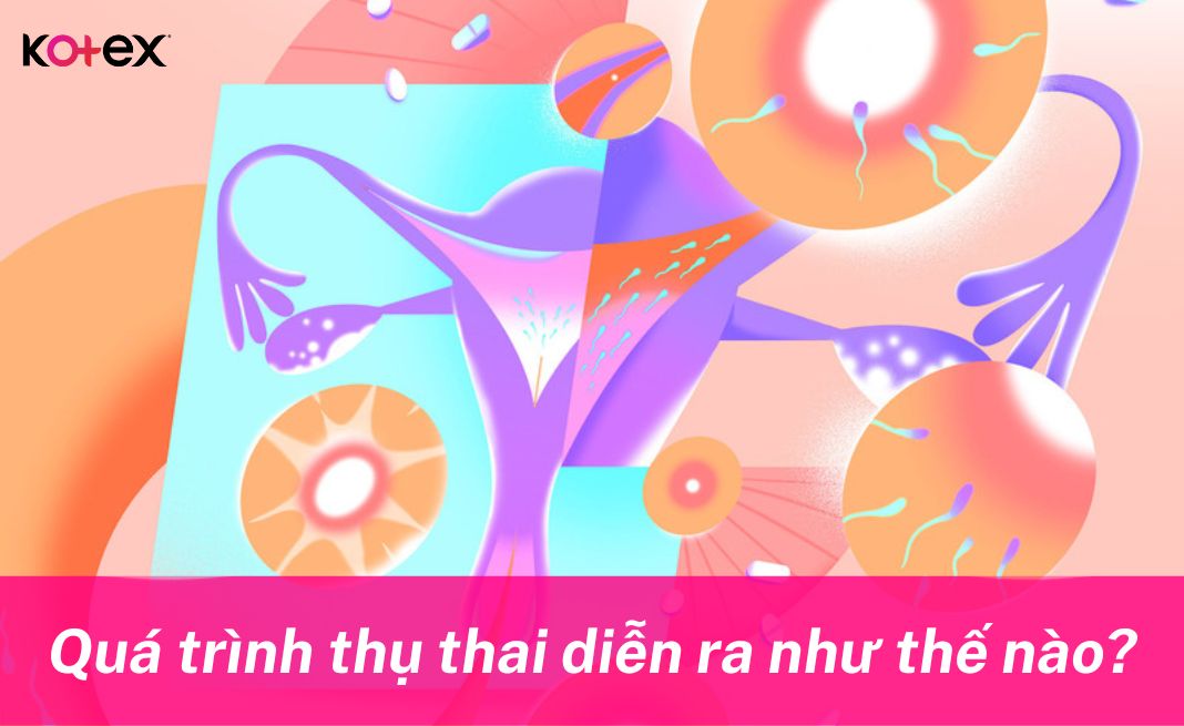 Quá trình thụ thai diễn ra như thế nào?