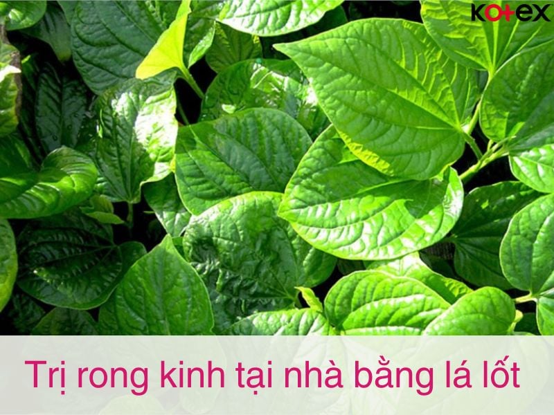 Mẹo vặt chữa rong kinh tại nhà bằng lá lốt