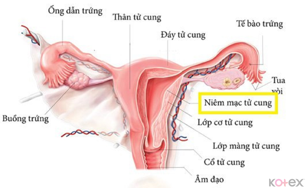 Progesterone làm lớp niêm mạc tử cung dày lên để trứng làm tổ và nuôi phôi thai