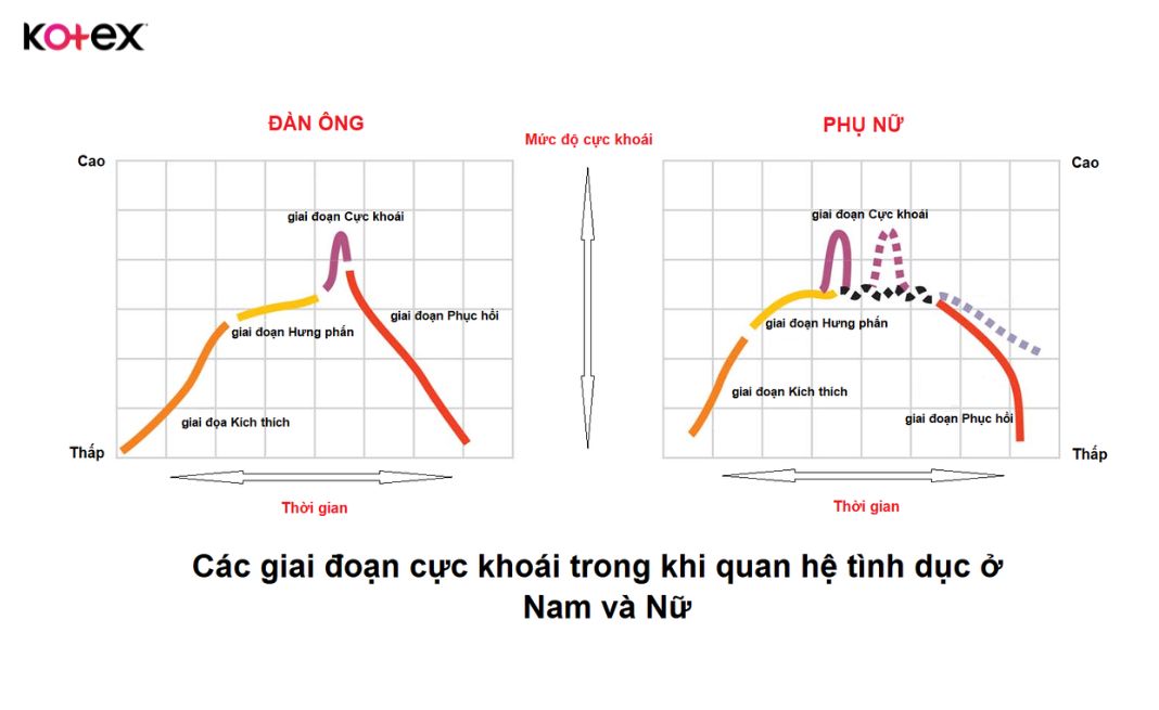 Cả nam giới lẫn nữ giới đều trải qua 4 giai đoạn cực khoái khác nhau trong quan hệ tình dục