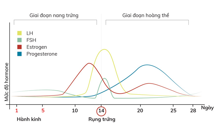 nồng độ hormone tăng cáo gây bụng to khi đến tháng