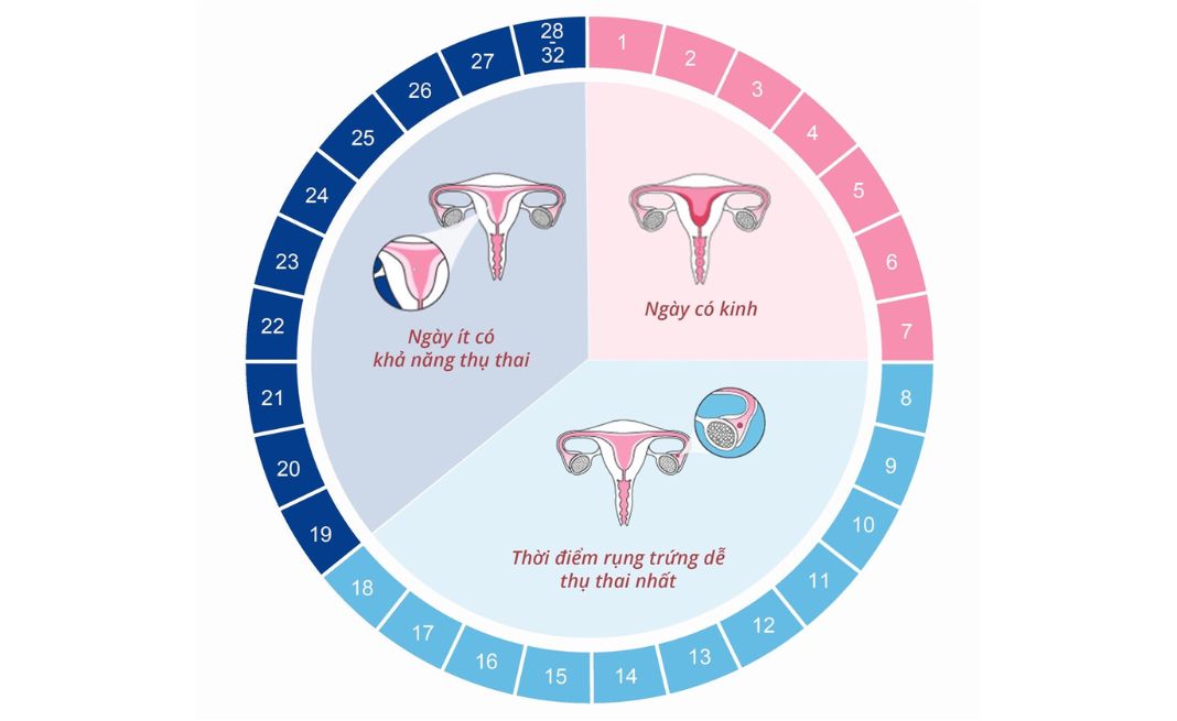 Hoạt động của chu kỳ kinh nguyệt được chia cụ thể theo các giai đoạn